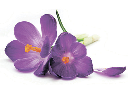 шторка д/в тканевая 180х200см "Нежные крокусы" MZ-142