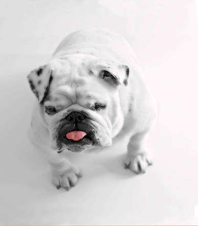 шторка д/в тканевая 180х200см "Верный друг" MZ-119