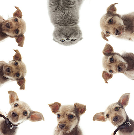 шторка д/в тканевая 180х200см "И кто тут главный?" MZ-134