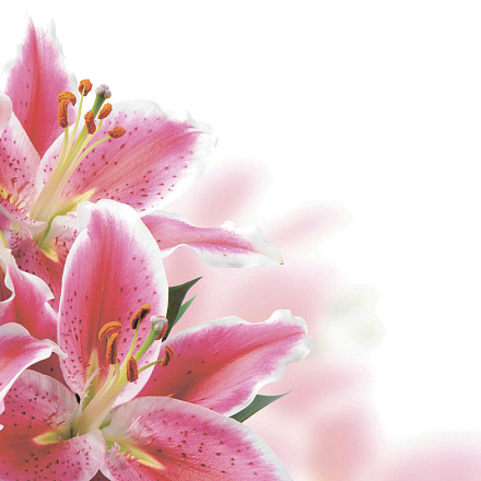 шторка д/в тканевая 180х200см  "Розовые лилии" MZ-140